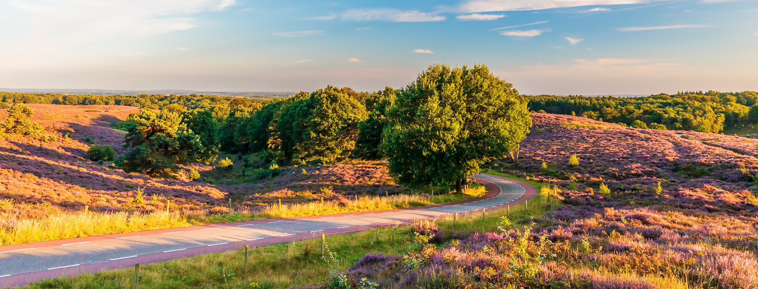 Fietsroute langs paarse heidepracht op de Postbank - Nederland Fietsland