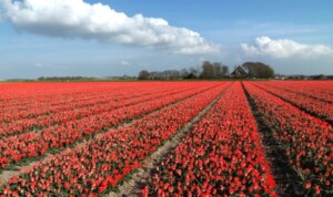 Bollenstreek Zuid-Holland rode tulpen